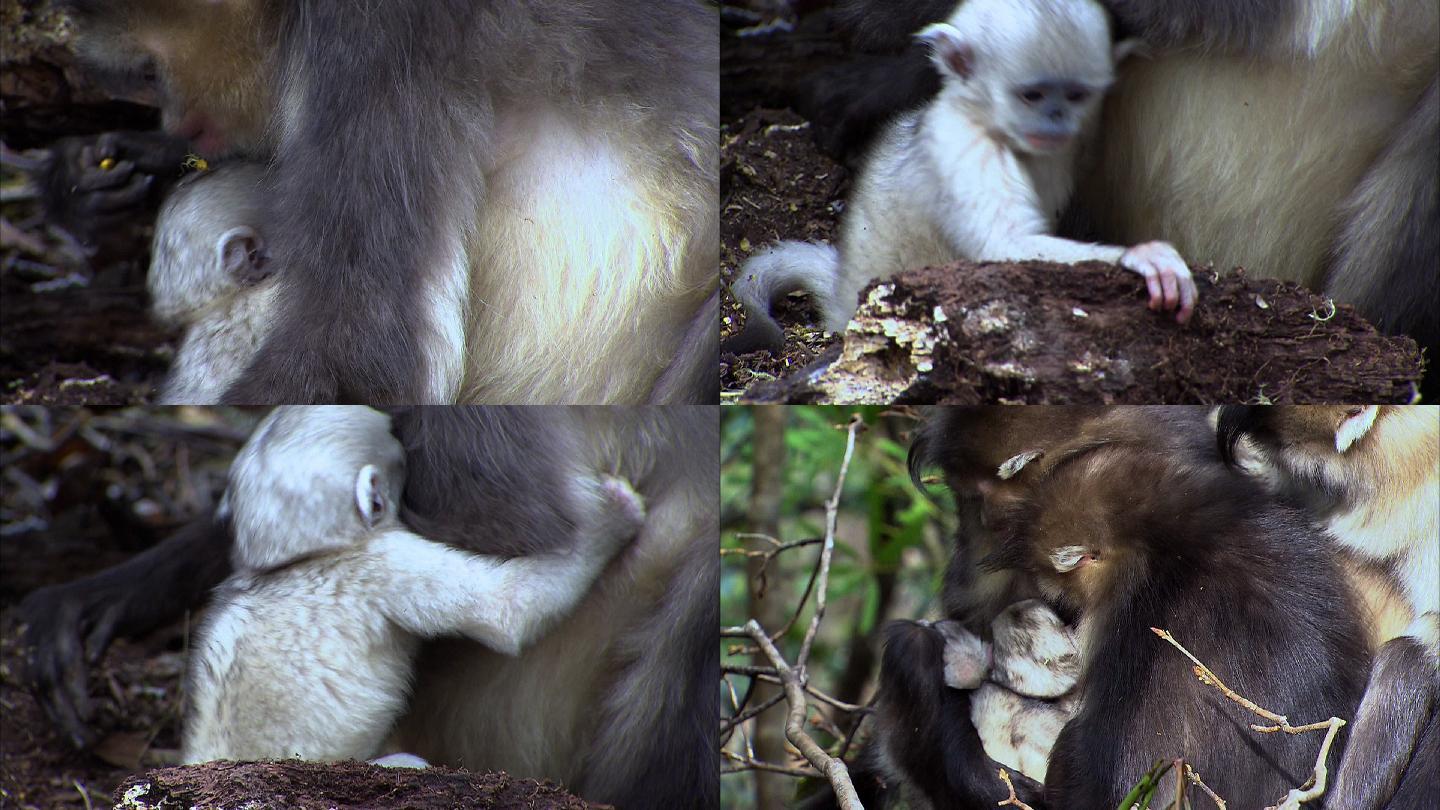 滇金丝猴妈妈抱着自己的幼崽2