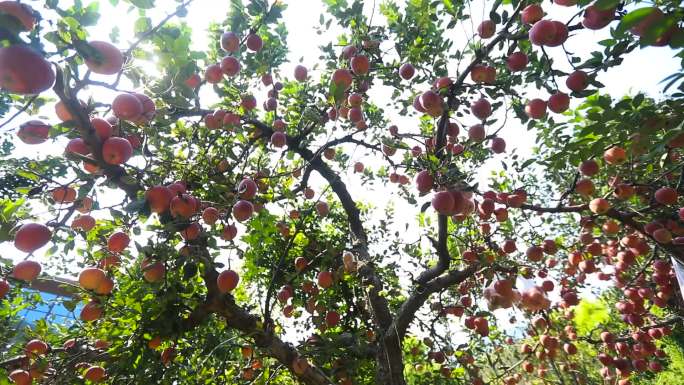沂源红苹果 林果 果树 果木 水果