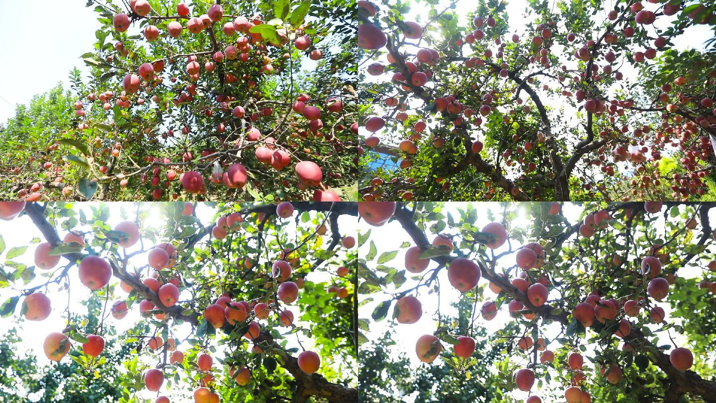 沂源红苹果 林果 果树 果木 水果