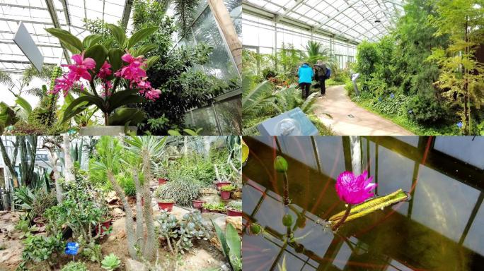 公园 国家植物园温室花卉大棚 北京地标