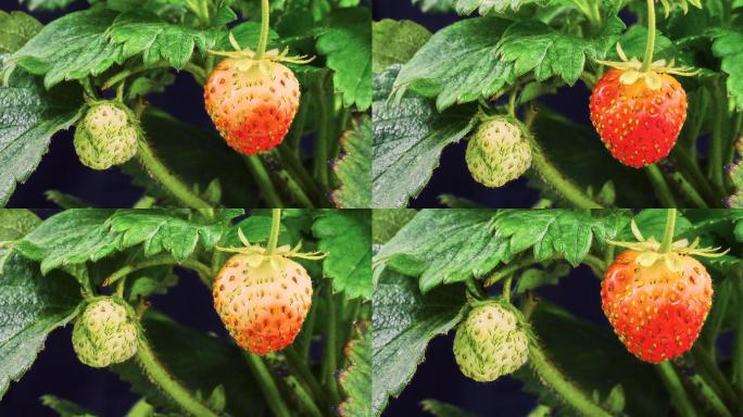 草莓成熟延时视频果实果园初春