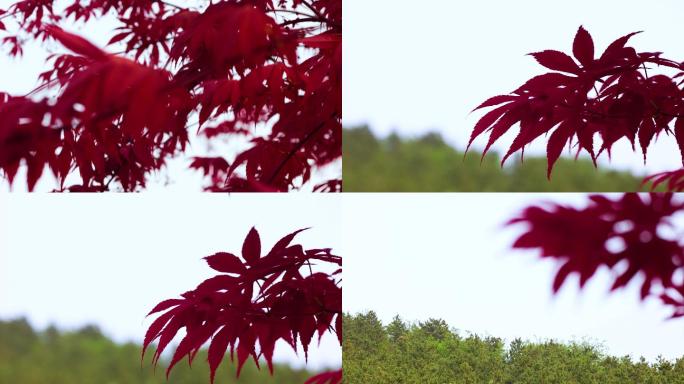 红叶 红树林