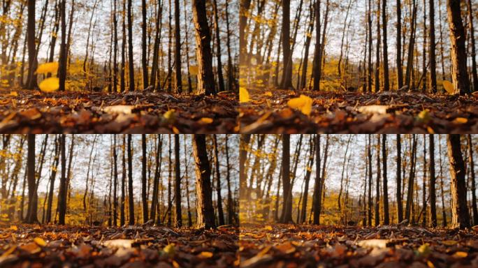 MS超慢动作时间扭曲效果金色秋叶飘落在阳光明媚的宁静森林中