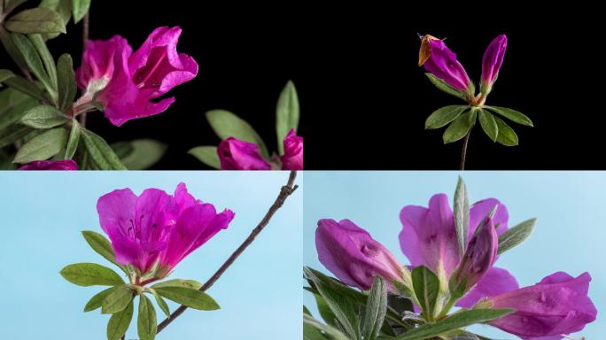 映山红 杜鹃花 4K 花开延时