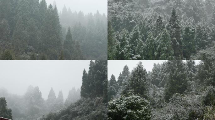 山区森林下雪天雪落在树上