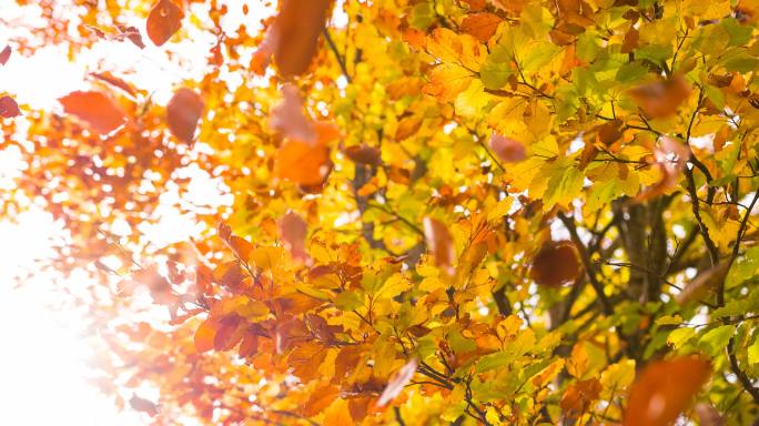 美丽多彩的秋树秋树秋树叶子