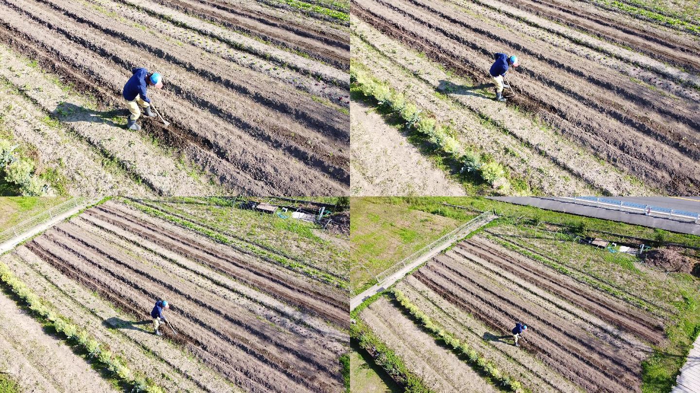 农民用锄头在农田里干活的无人机画面