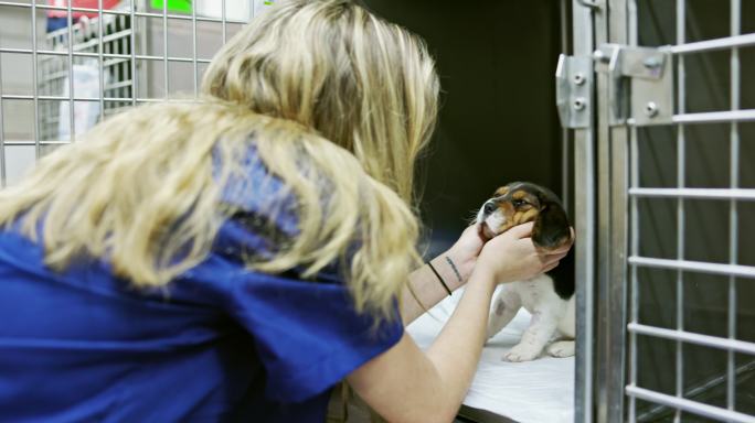 在动物医院照顾小狗的女犬舍助理