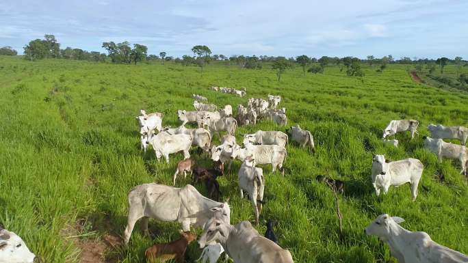 巴西马托格罗索州放牧牛的鸟瞰图