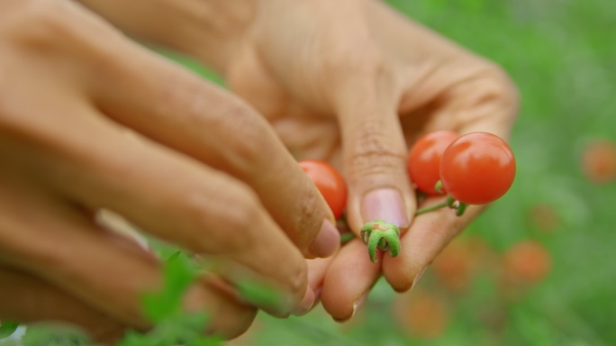 从樱桃番茄植株上摘成熟果实的雌性手
