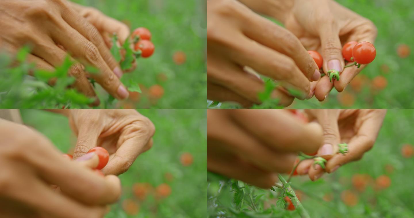 从樱桃番茄植株上摘成熟果实的雌性手