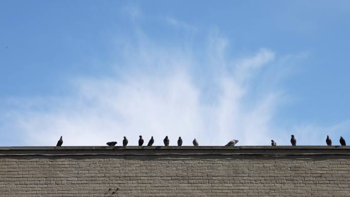 建筑物边缘的一排鸽子在蓝色的春天天空中飞翔