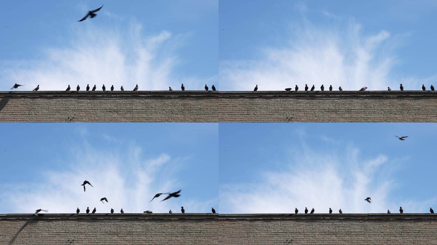 建筑物边缘的一排鸽子在蓝色的春天天空中飞翔