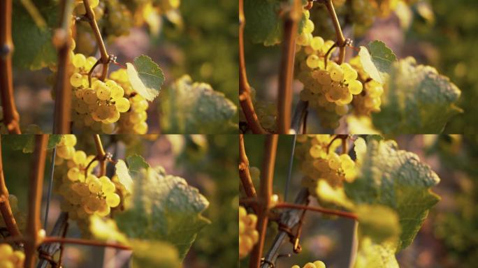 阳光明媚的日子里，葡萄藤上黄色葡萄的慢镜头