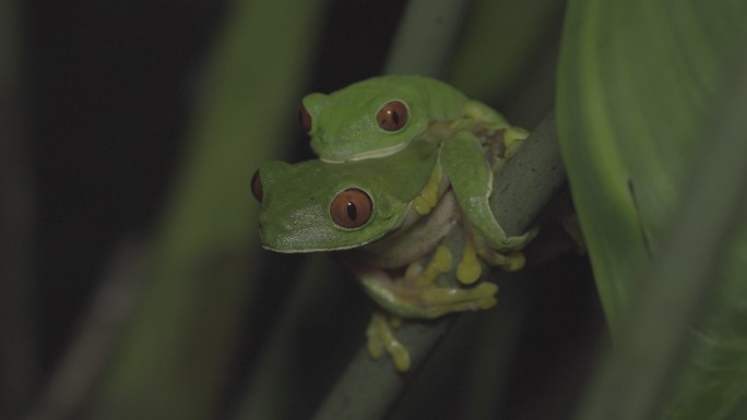 红眼树蛙交配大自然求偶繁殖生态