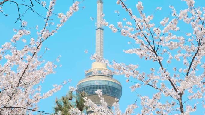 北京玉渊潭公园春天樱花盛开