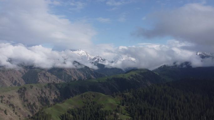 新疆伊犁库尔德宁的云杉森林和雪山