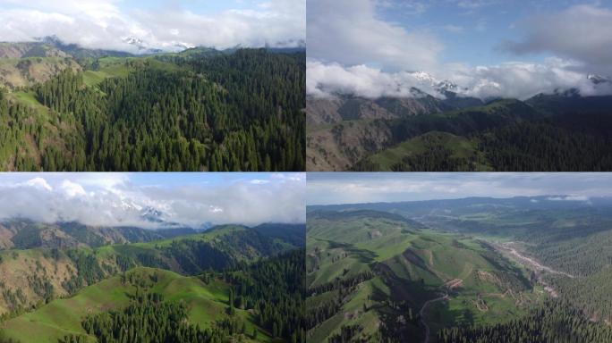 新疆伊犁库尔德宁的云杉森林和雪山