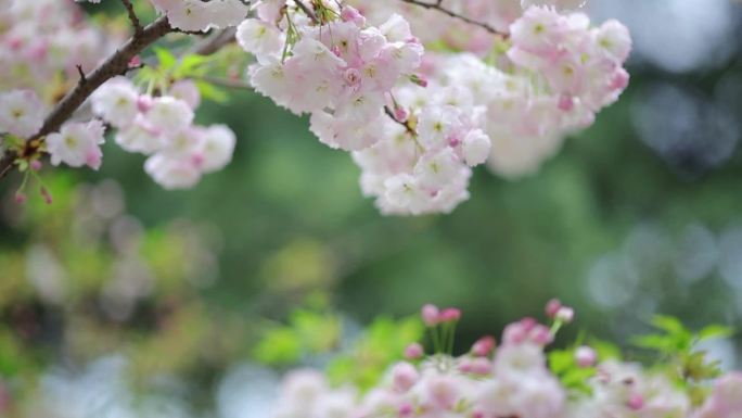 淡雅樱花开放高清视频素材