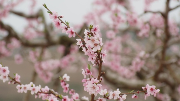 河口 桃花 春天 辽宁 鸭绿江