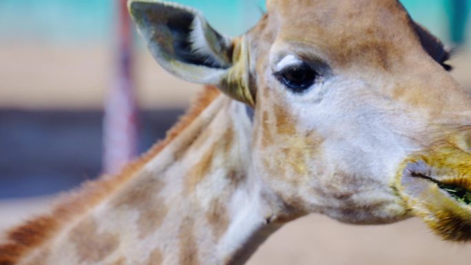 动物园长颈鹿吃草慢动作4K视频素材