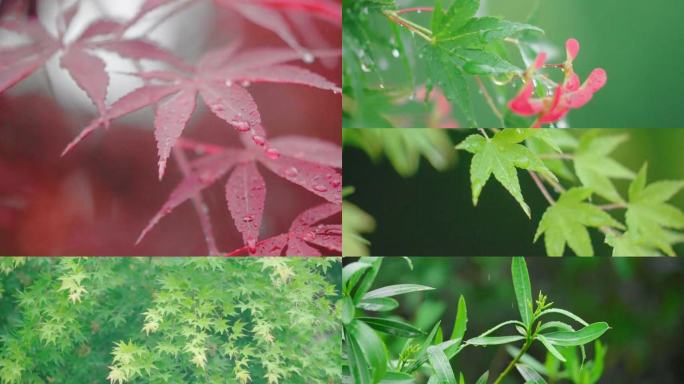 雨中枫叶树林谷雨立夏节气下雨天唯美空镜