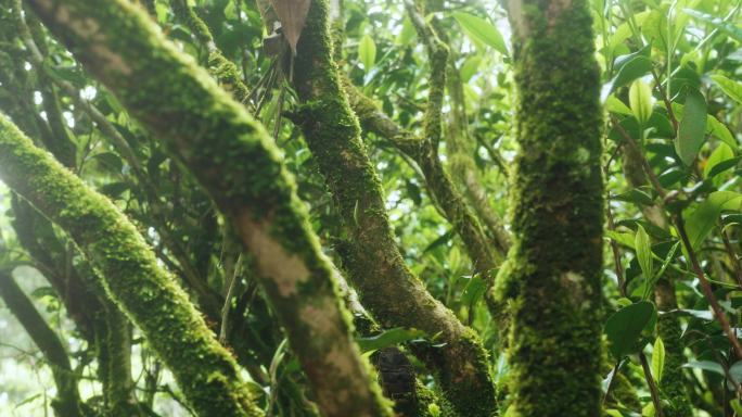 武夷山岩茶水仙茶树茶叶苔藓合集