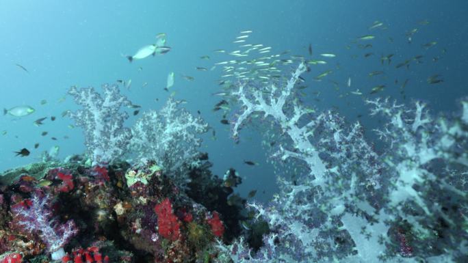 海底生态系统与海洋生物合作