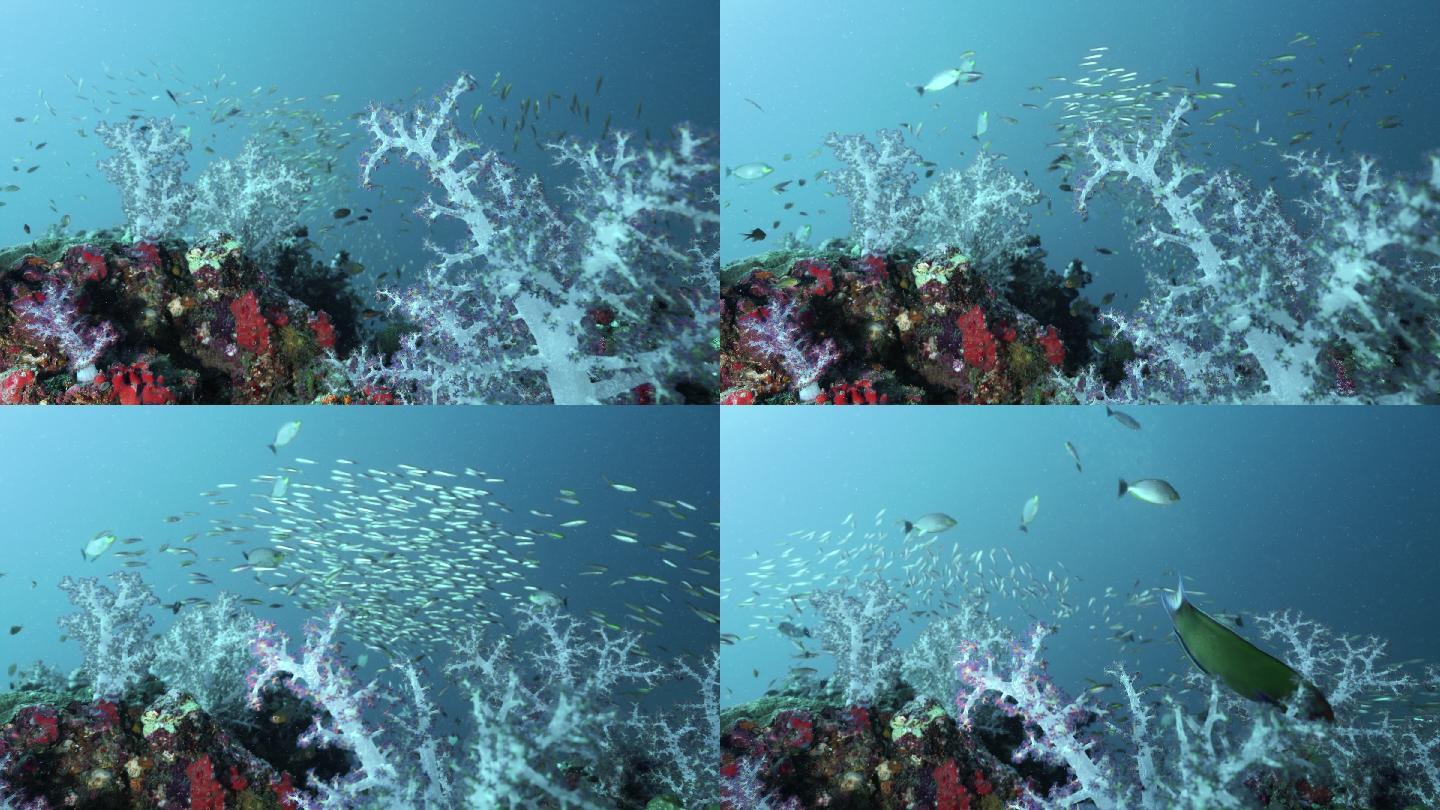 海底生态系统与海洋生物合作