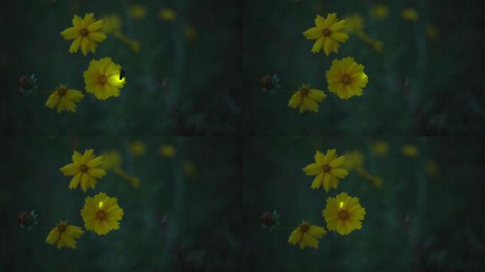 河岸上一朵花上萤火虫发光的特写镜头