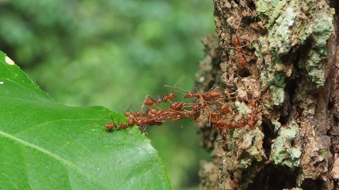 红蚂蚁在团队力量概念中建立家园