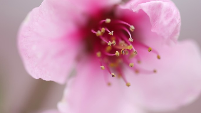 桃花 河口 丹东 宽甸  燕红桃