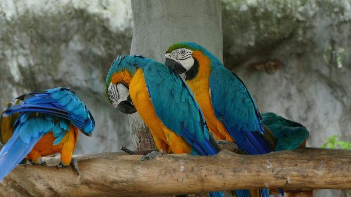 美丽的金刚鹦鹉动物园鸟类