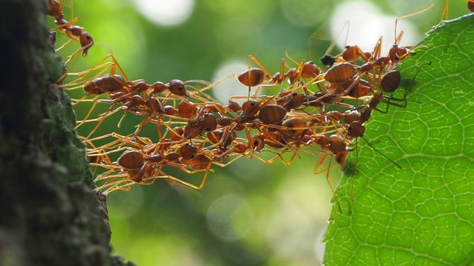 红蚂蚁在团队力量概念中建立家园