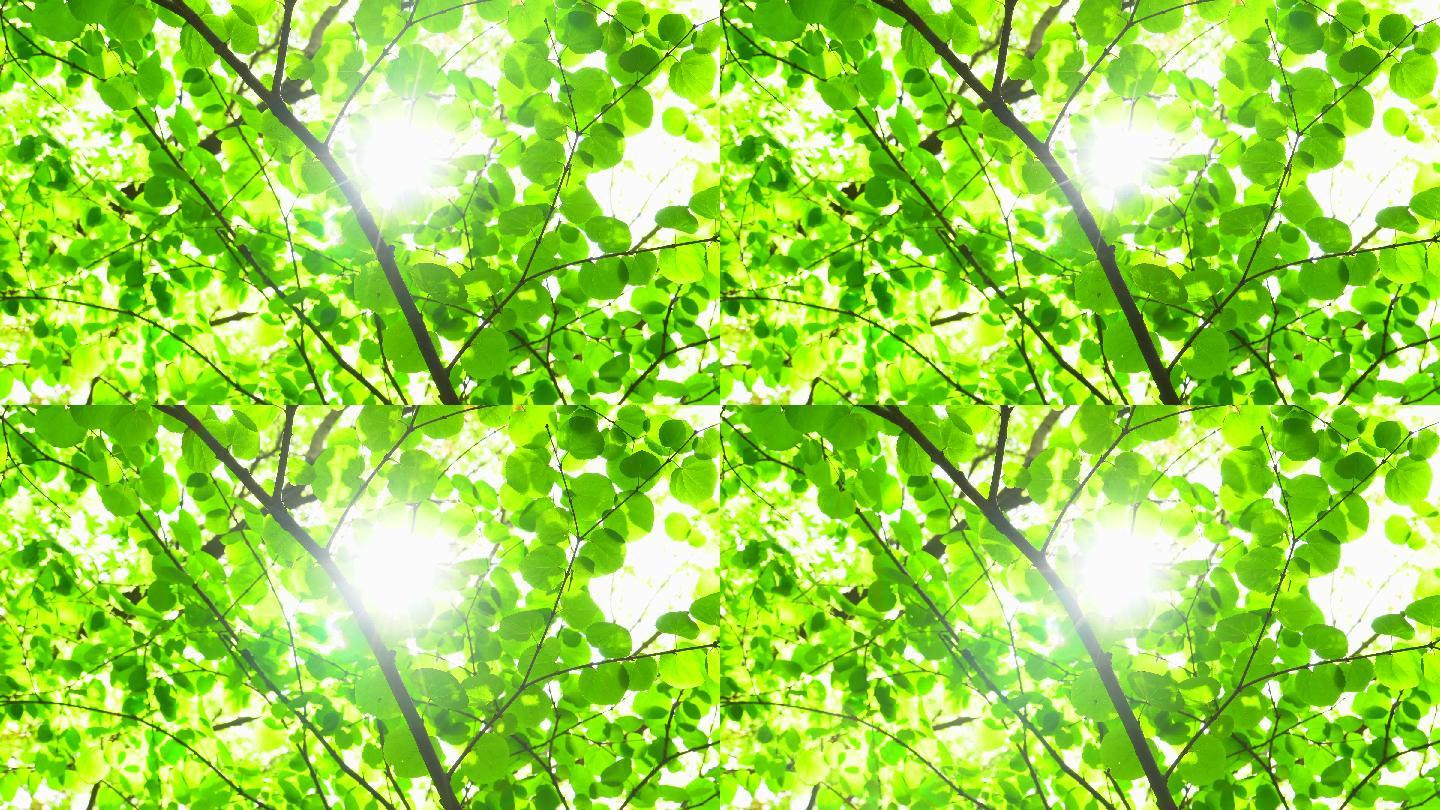 阳光透过绿叶的枝桠照射