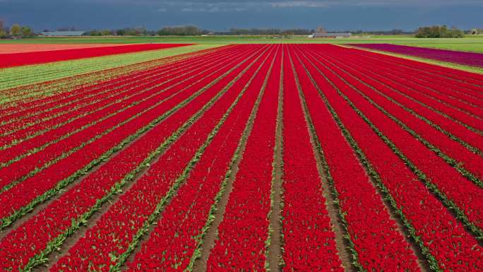 荷兰的红色郁金香花田。