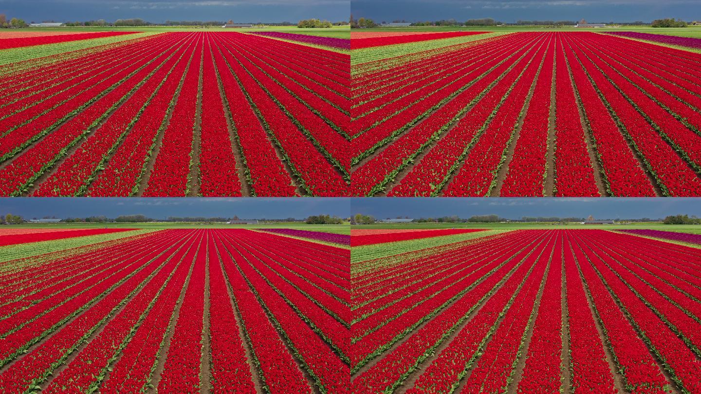 荷兰的红色郁金香花田。