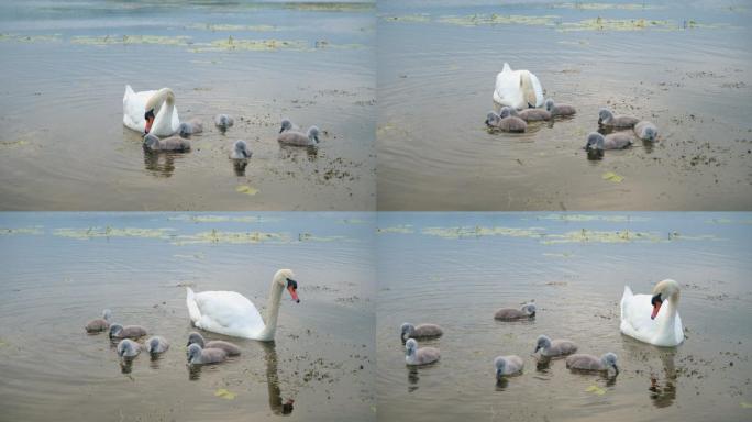 沉默的天鹅和小天鹅在湖面上游泳