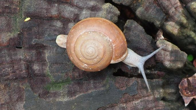 木头上的蜗牛生物生态环境大自然