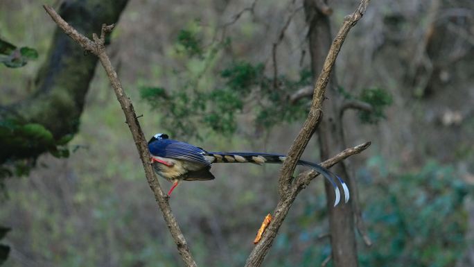 红嘴蓝喜鹊以慢动作在树枝上飞翔和栖息