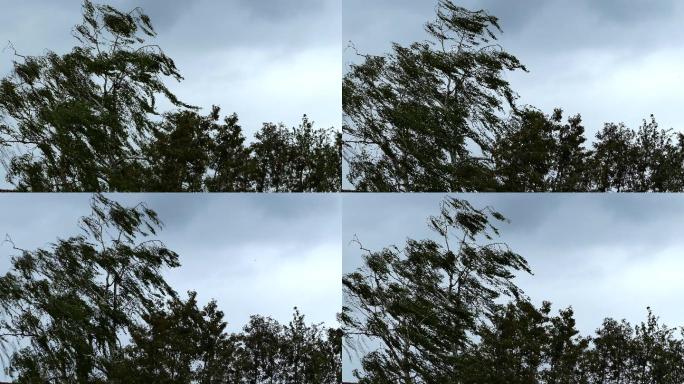 暴风雨天气树木
