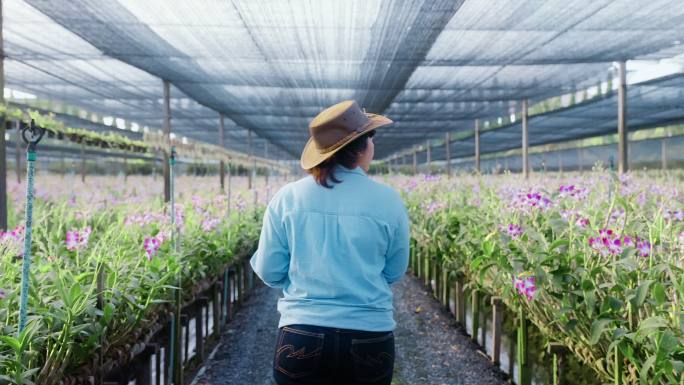 4K慢镜头：后视亚洲女农场主使用科技数字平板电脑在兰花农田中行走，检查质量控制、农业或农产工业概念。
