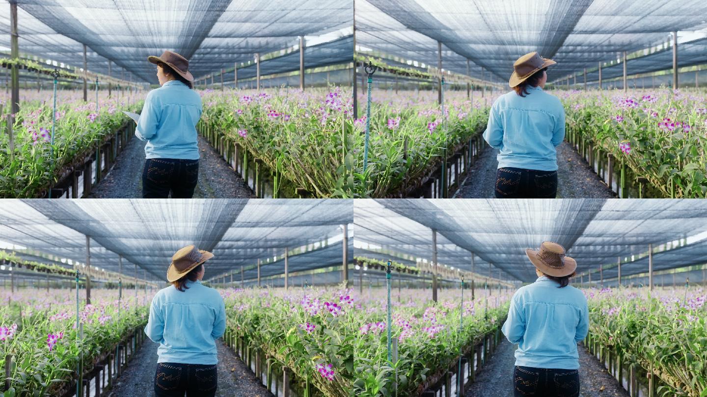 4K慢镜头：后视亚洲女农场主使用科技数字平板电脑在兰花农田中行走，检查质量控制、农业或农产工业概念。