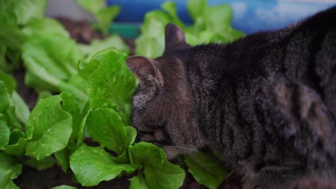 乡村农业菜地园狸花猫小猫咪吃生菜蔬菜空镜