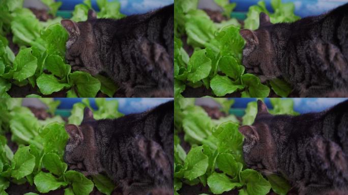 乡村农业菜地园狸花猫小猫咪吃生菜蔬菜空镜