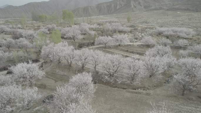 西北祁连山下杏花林灰片航拍