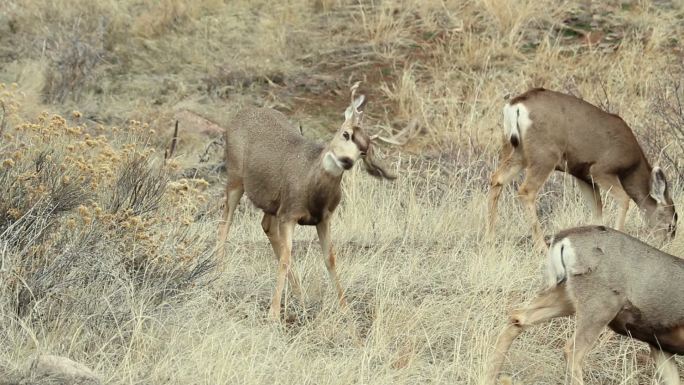科罗拉多州利特尔顿水顿峡谷野生骡鹿群牡鹿