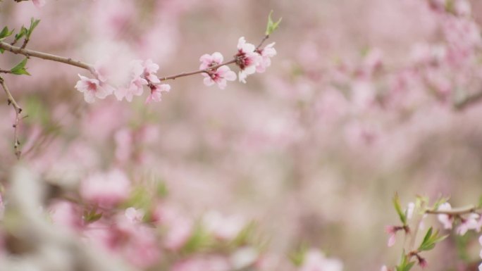 河口 桃花 春天 辽宁 鸭绿江