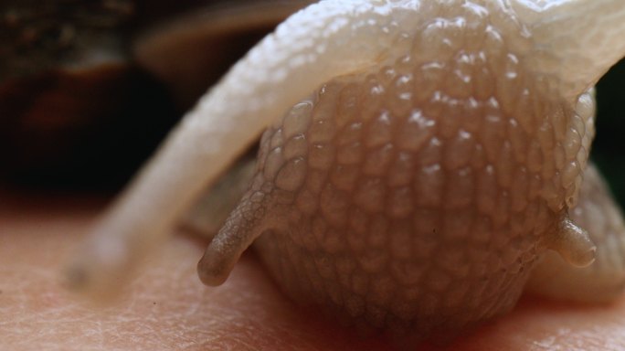 可爱的蜗牛蜗牛特写触角