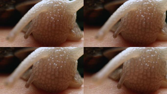 可爱的蜗牛蜗牛特写触角